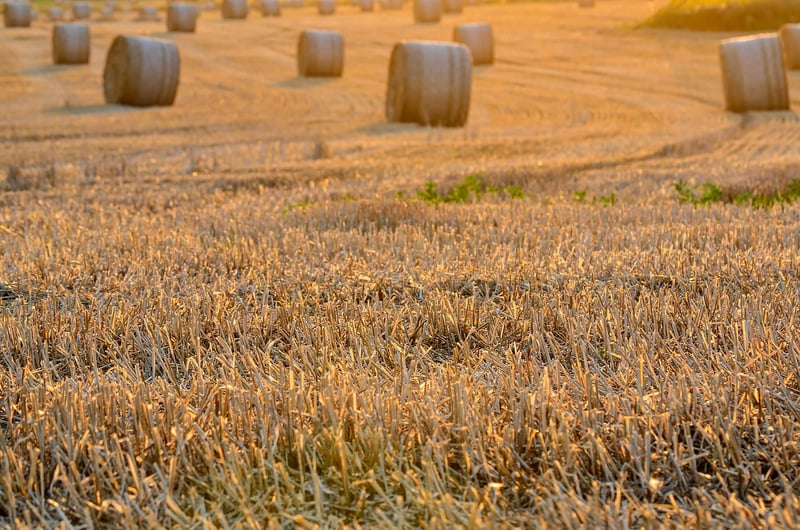 Local Farm